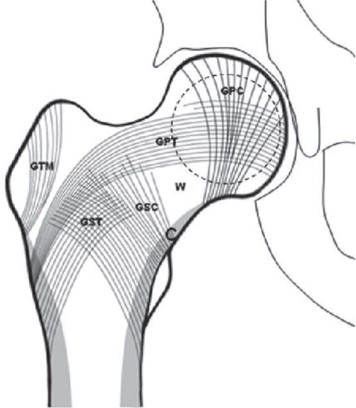 Adaptación del hueso a las cargas mecanicas