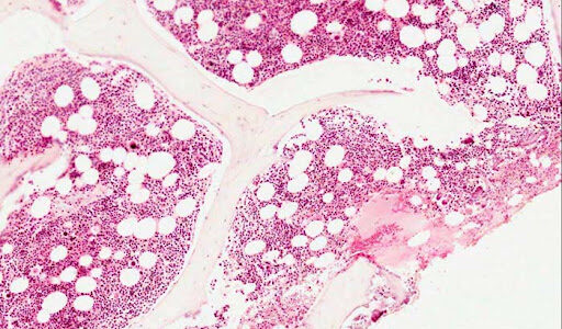 Formación de tejido óseo