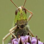 ¿Los insectos pueden tener consciencia?