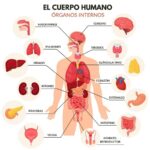 ¿Cómo estan formados los órganos?