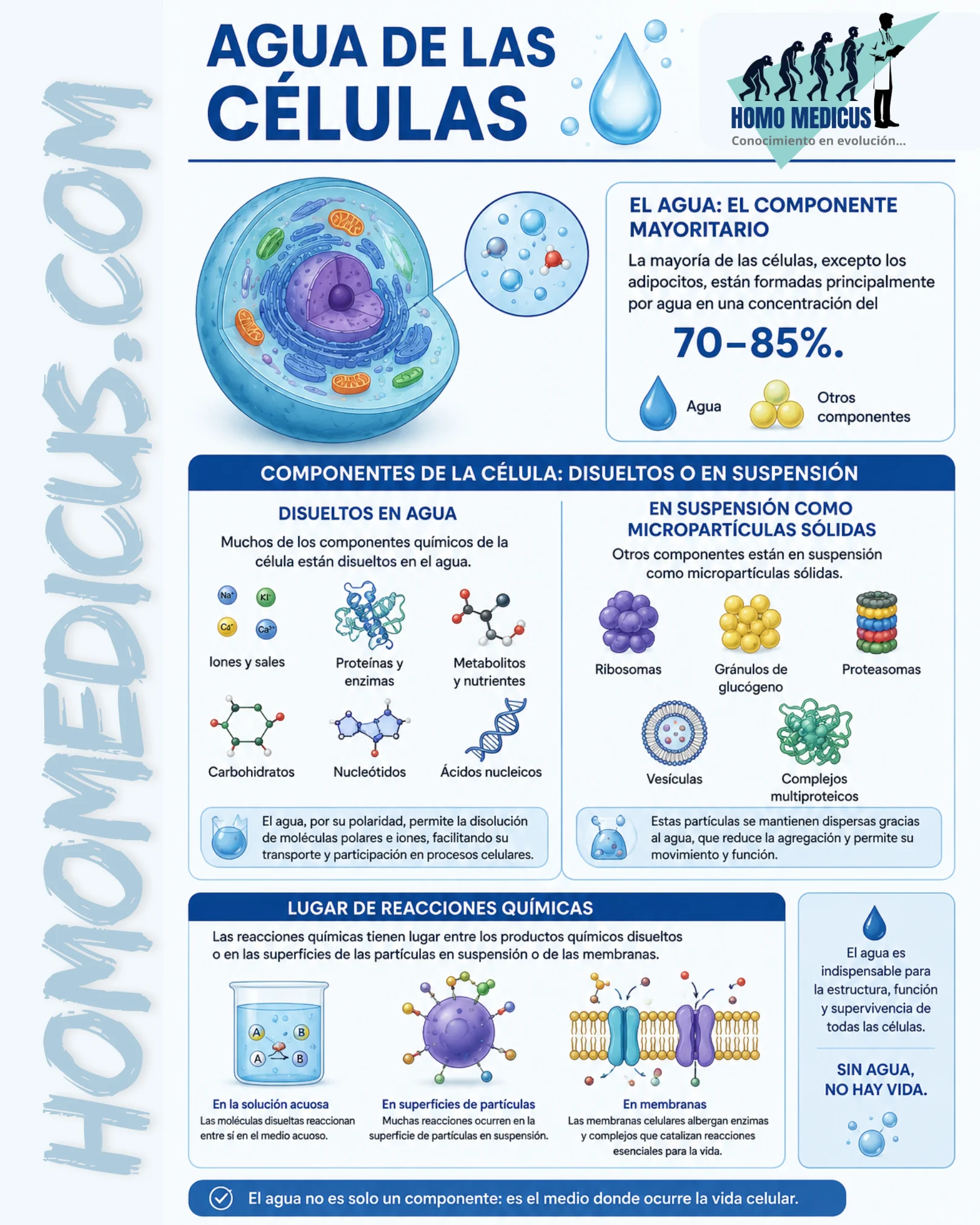 AGUA EN LAS CÉLULAS AGUA EN LAS CÉLULAS