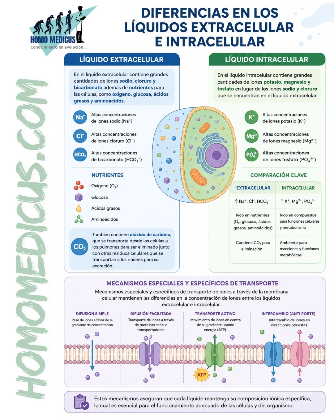 DIFERENCIA EN LOS LÍQUIDOS INTRACELULAR Y EXTRACELULAR DIFERENCIA EN LOS LÍQUIDOS INTRACELULAR Y EXTRACELULAR