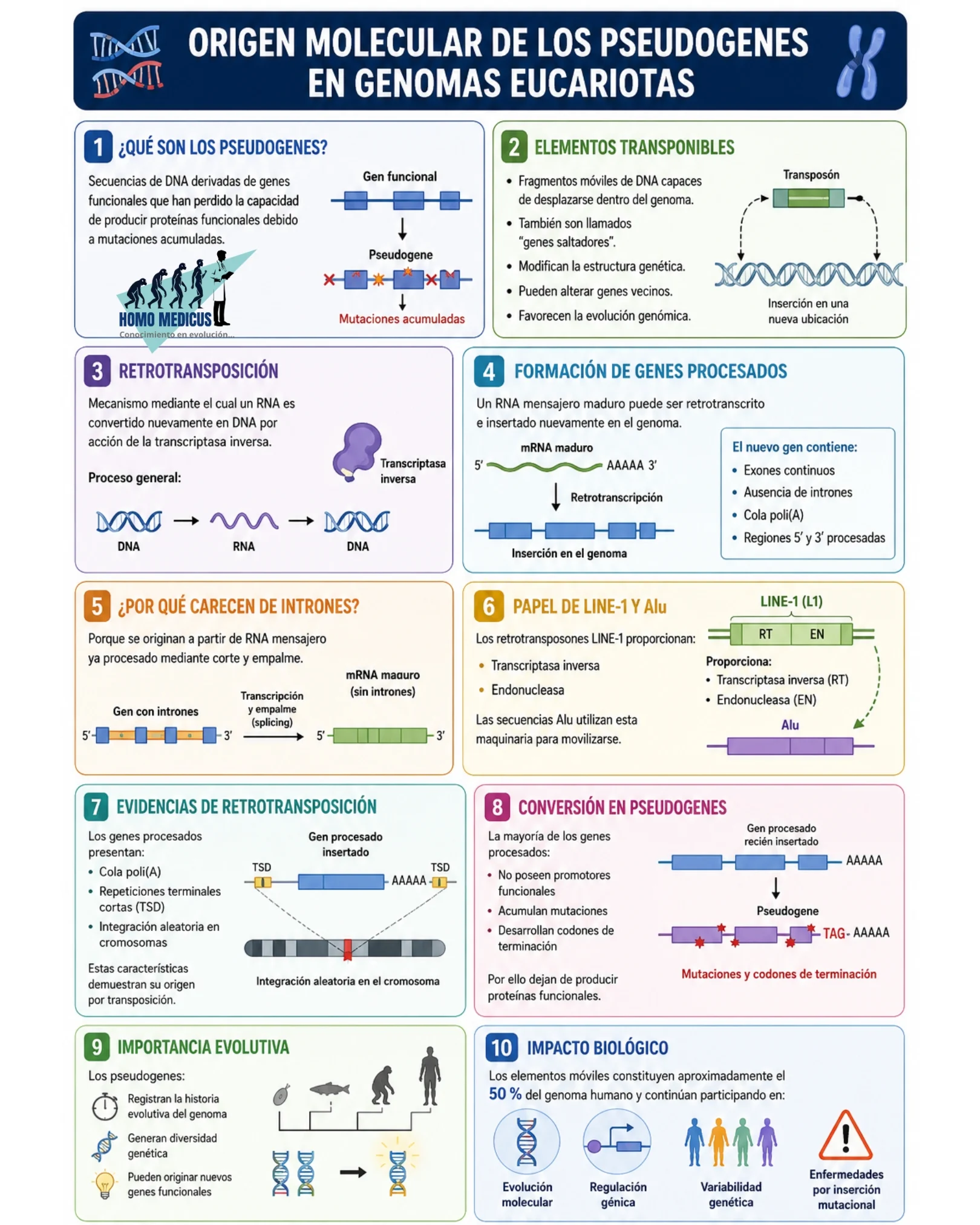 Origen Molecular de los Pseudogenes en Genomas Eucariotas Origen Molecular de los Pseudogenes en Genomas Eucariotas