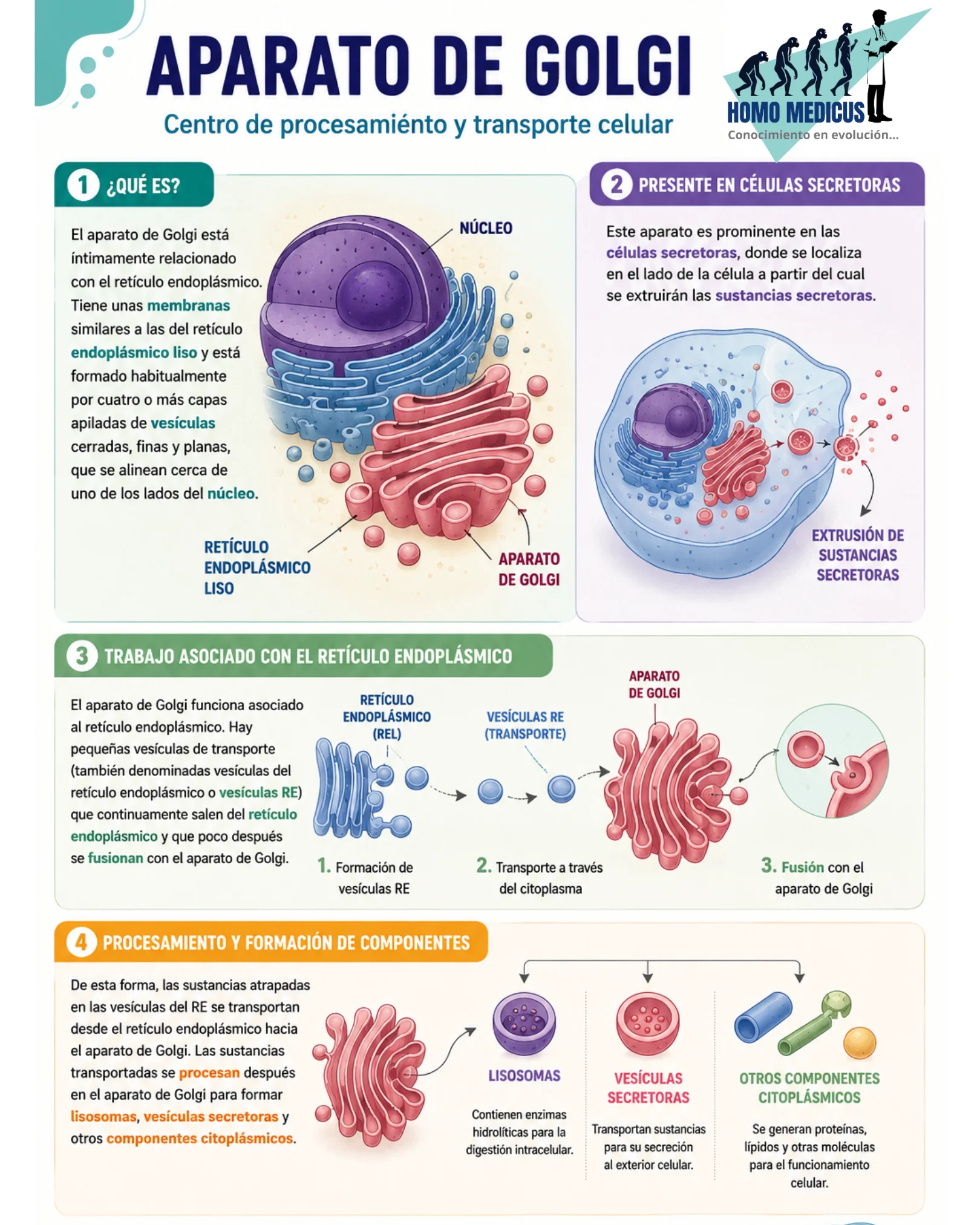APARATO DE GOLGI APARATO DE GOLGI