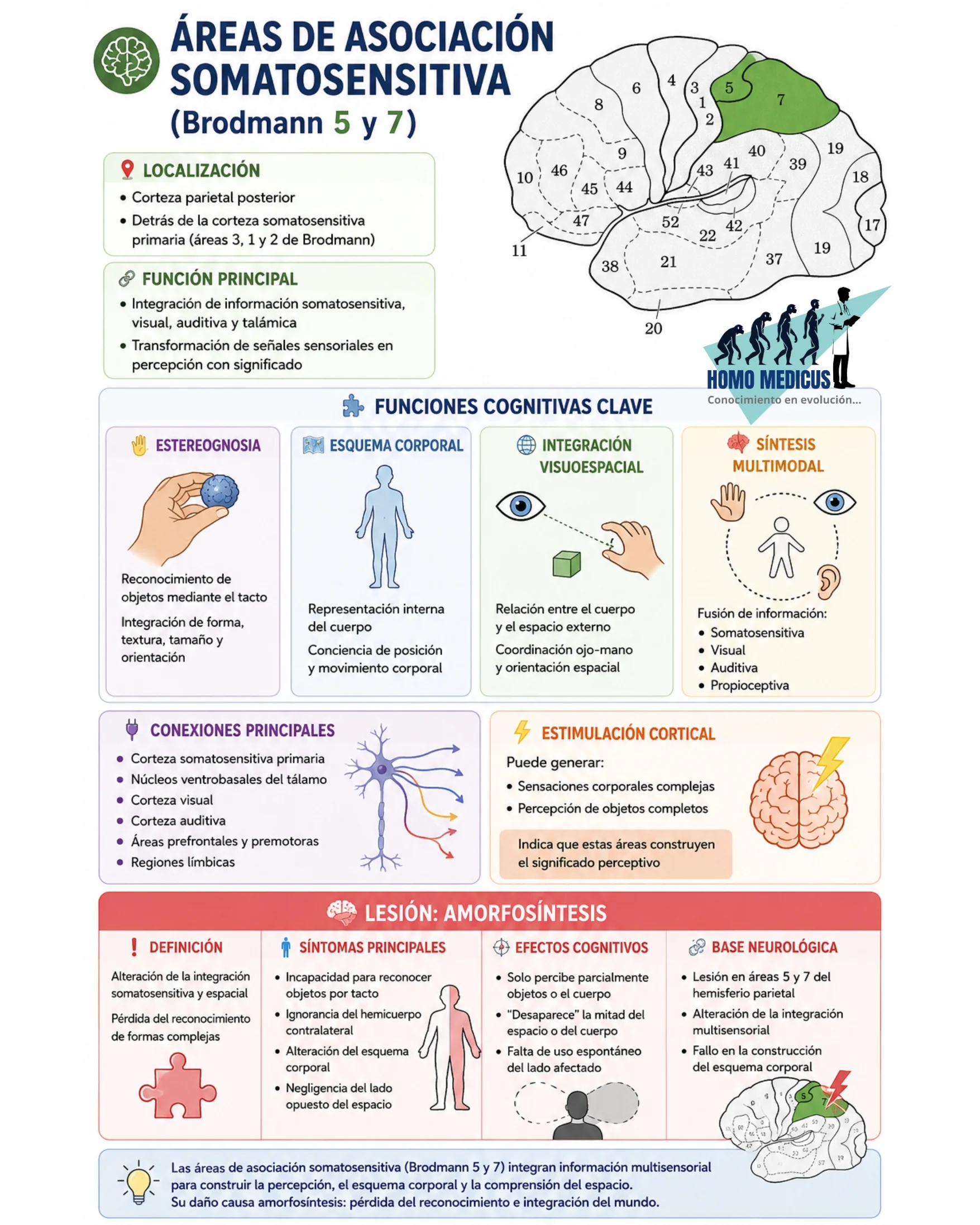 Áreas de integración somatosensitiva Áreas de integración somatosensitiva
