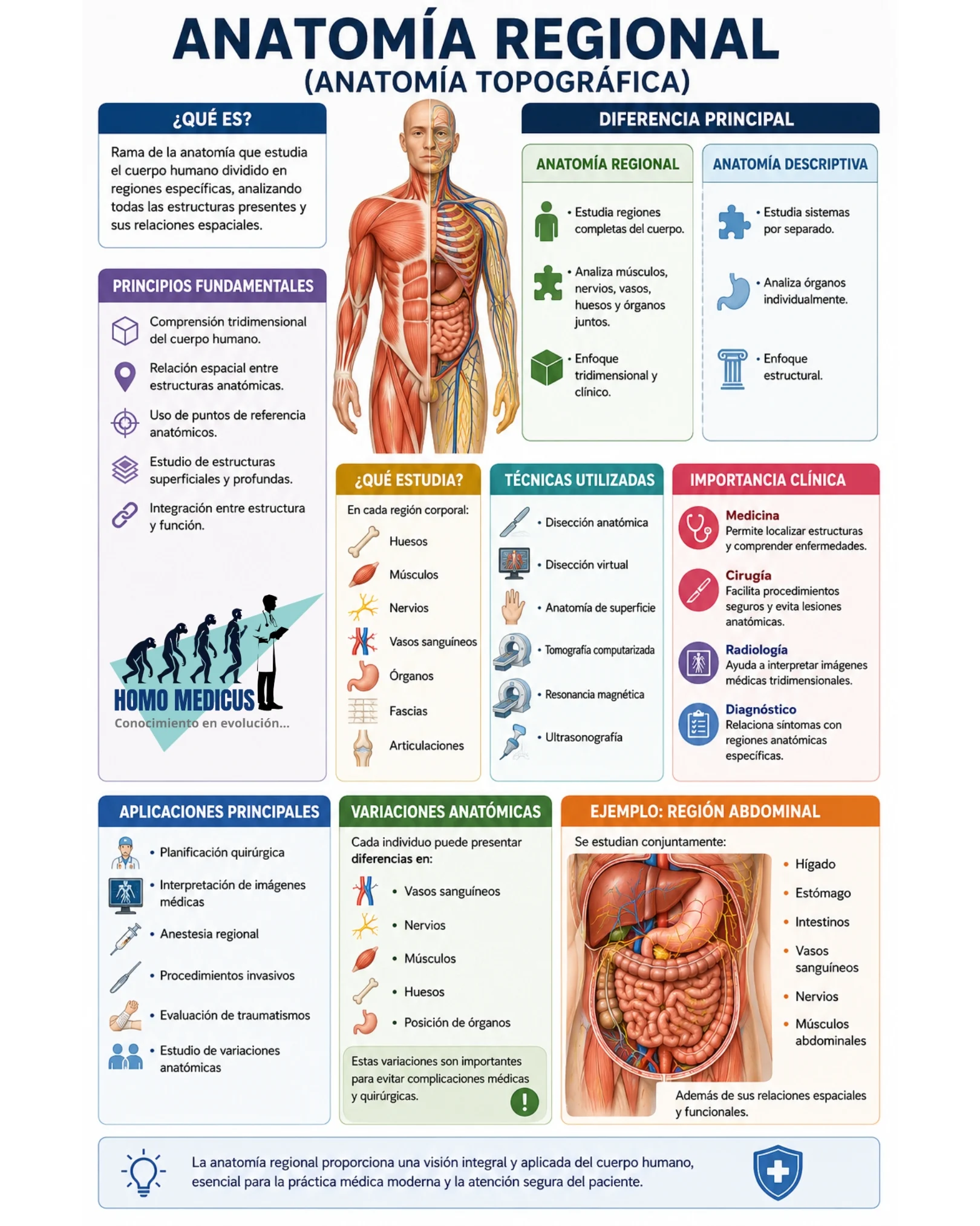 ANATOMÍA REGIONAL ANATOMÍA REGIONAL