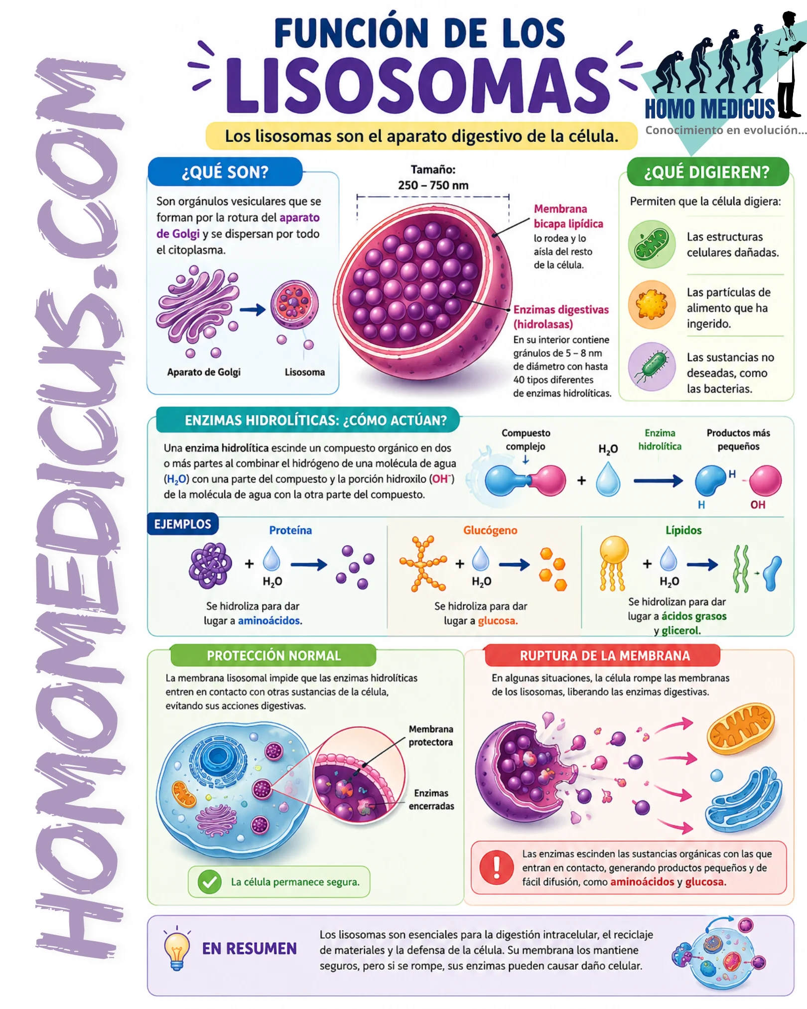 FUNCIÓN DE LOS LISOSOMAS FUNCIÓN DE LOS LISOSOMAS