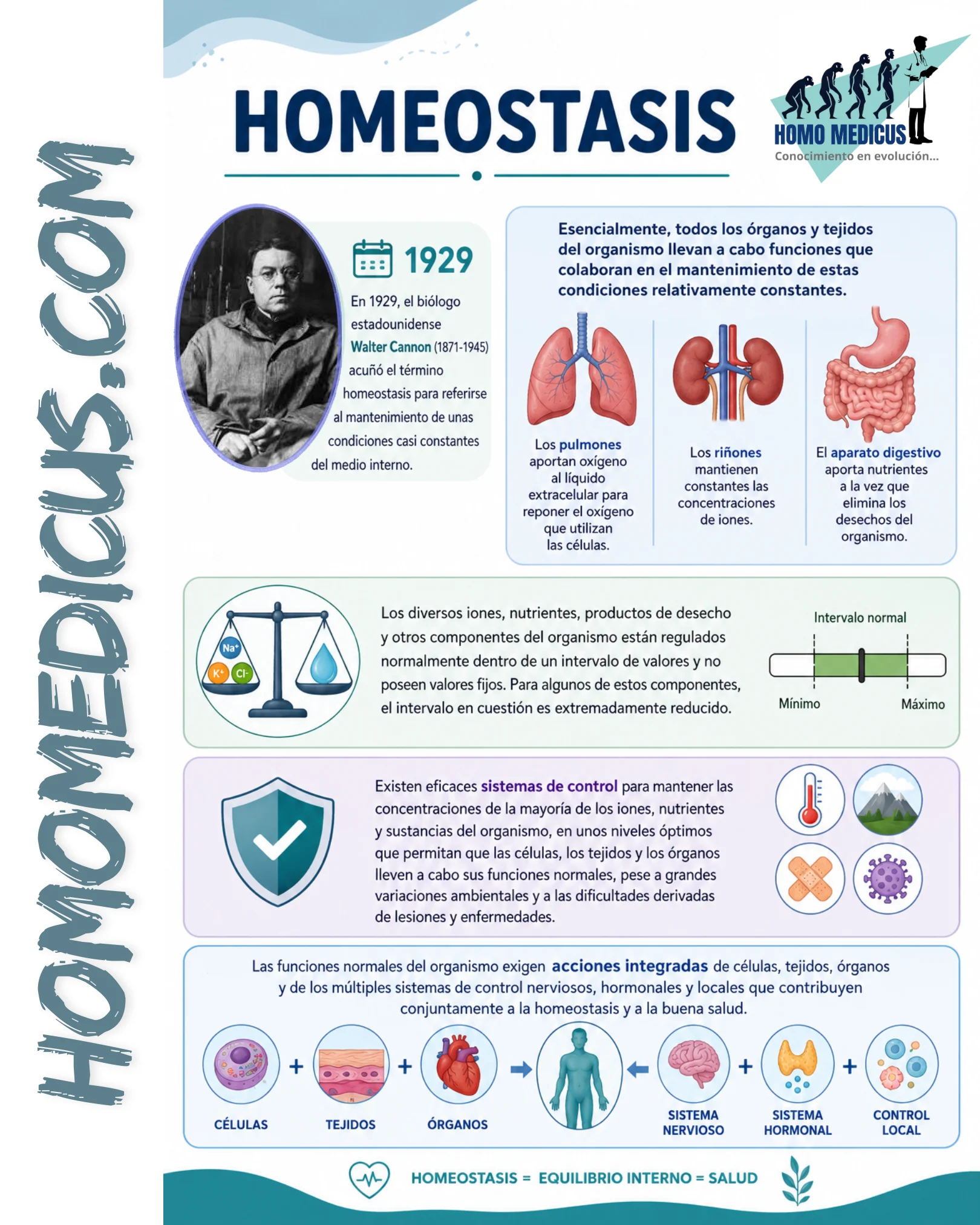 Homeostasis Homeostasis