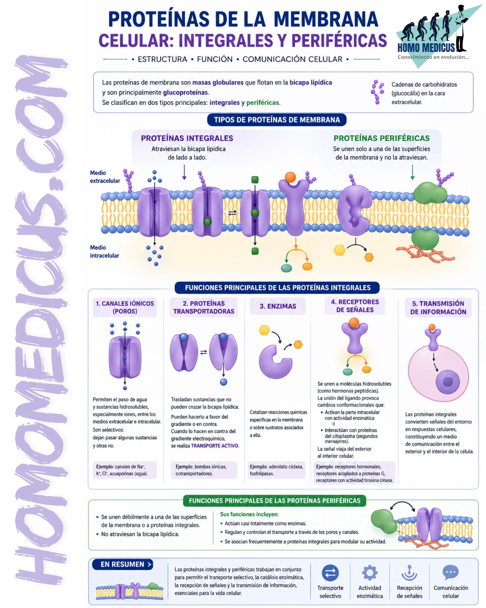 Proteínas integrales y periféricas de la membrana celular Proteínas integrales y periféricas de la membrana celular
