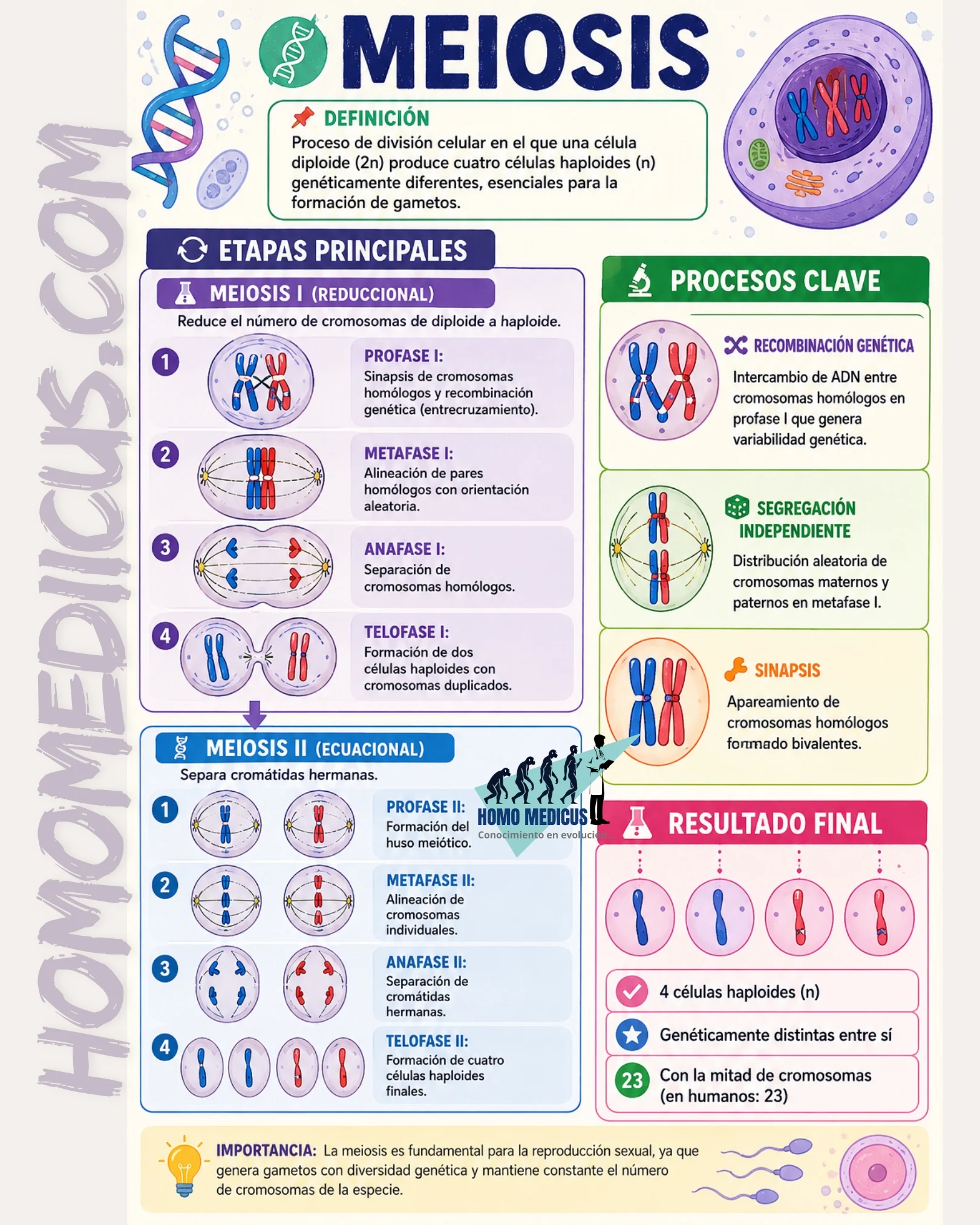 MEIOSIS MEIOSIS