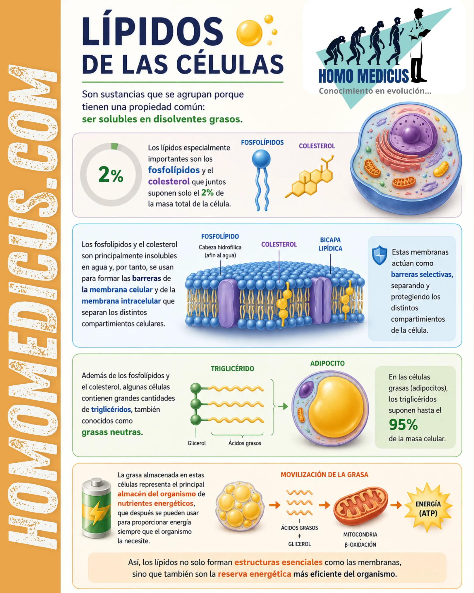 LÍPIDOS DE LAS CÉLULAS LÍPIDOS DE LAS CÉLULAS