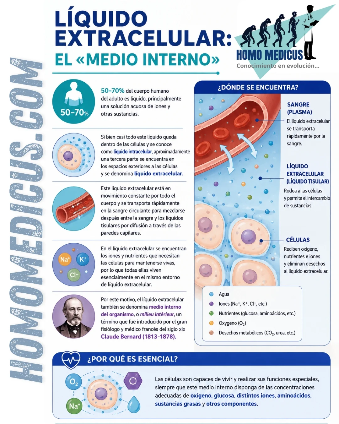 Líquido extracelular Líquido extracelular