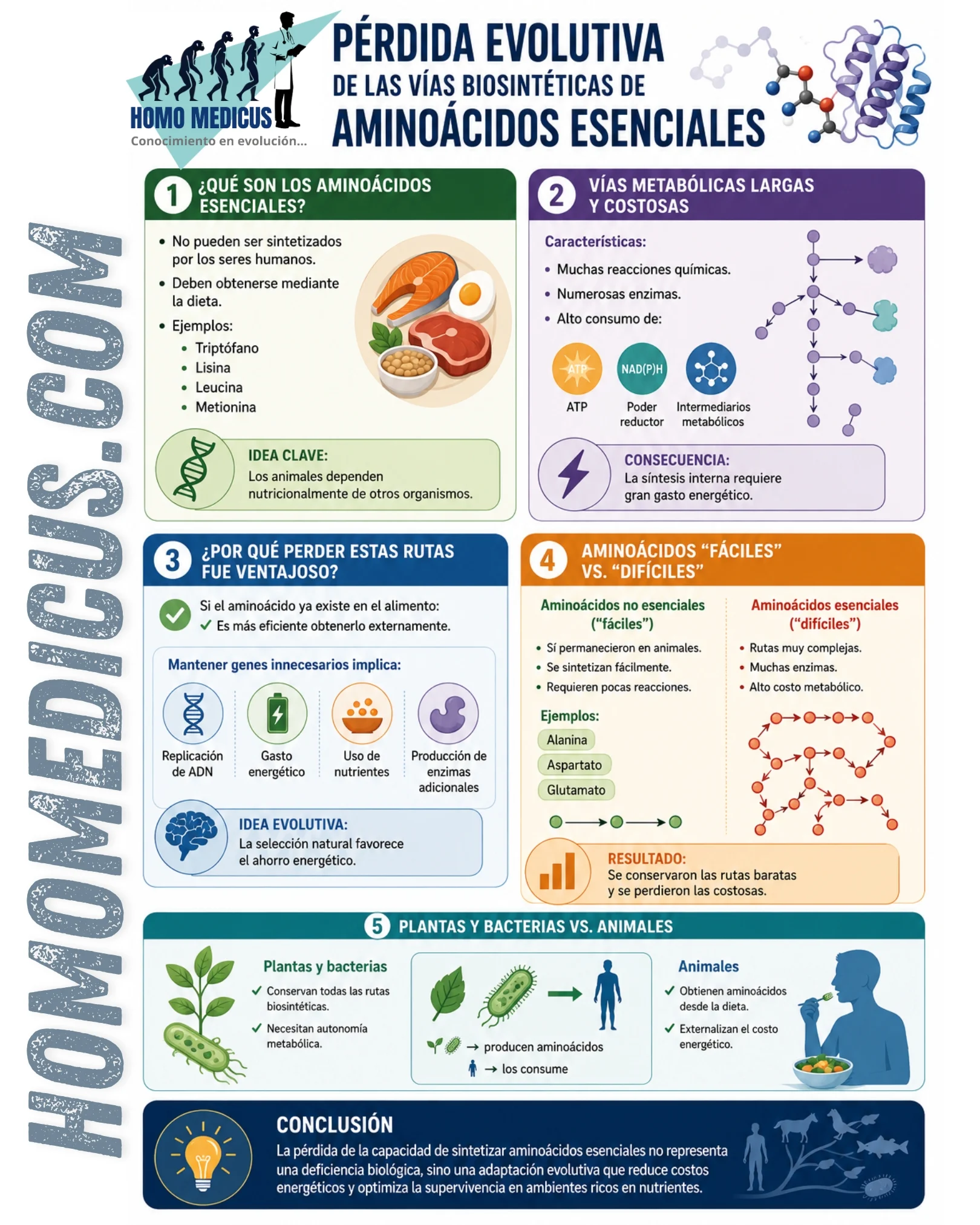 Perdida evolutiva de las vias biosisteticas de aminoácidos esenciales Perdida evolutiva de las vias biosisteticas de aminoácidos esenciales