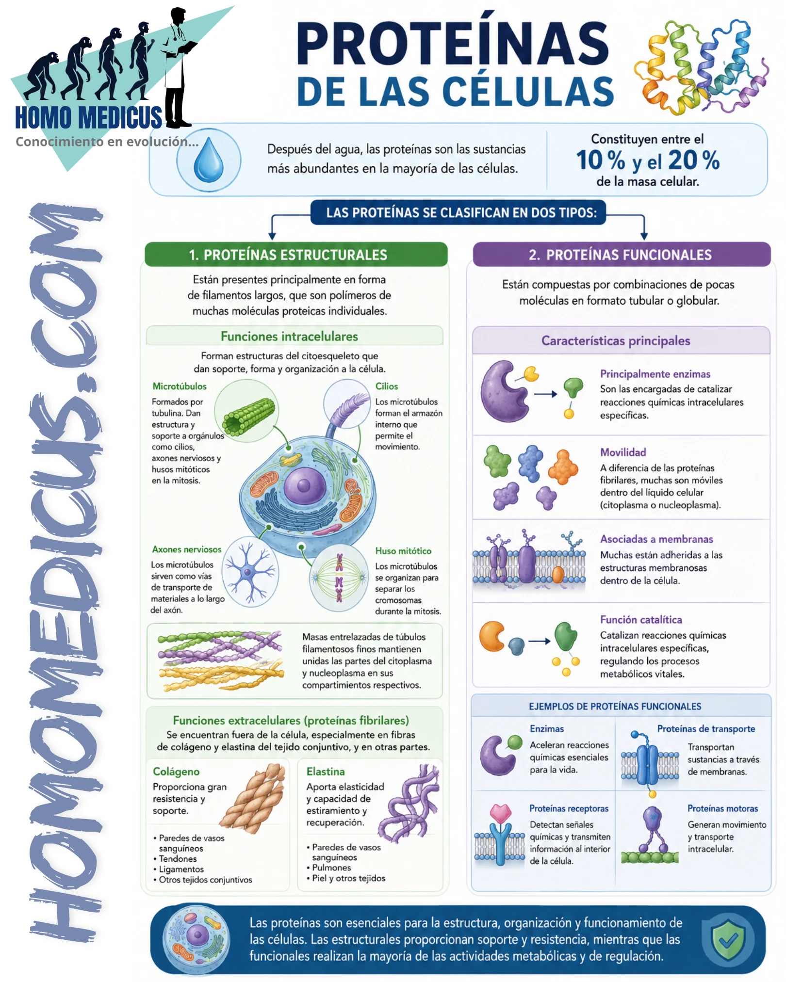 PROTEÍNAS DE LAS CÉLULAS PROTEÍNAS DE LAS CÉLULAS