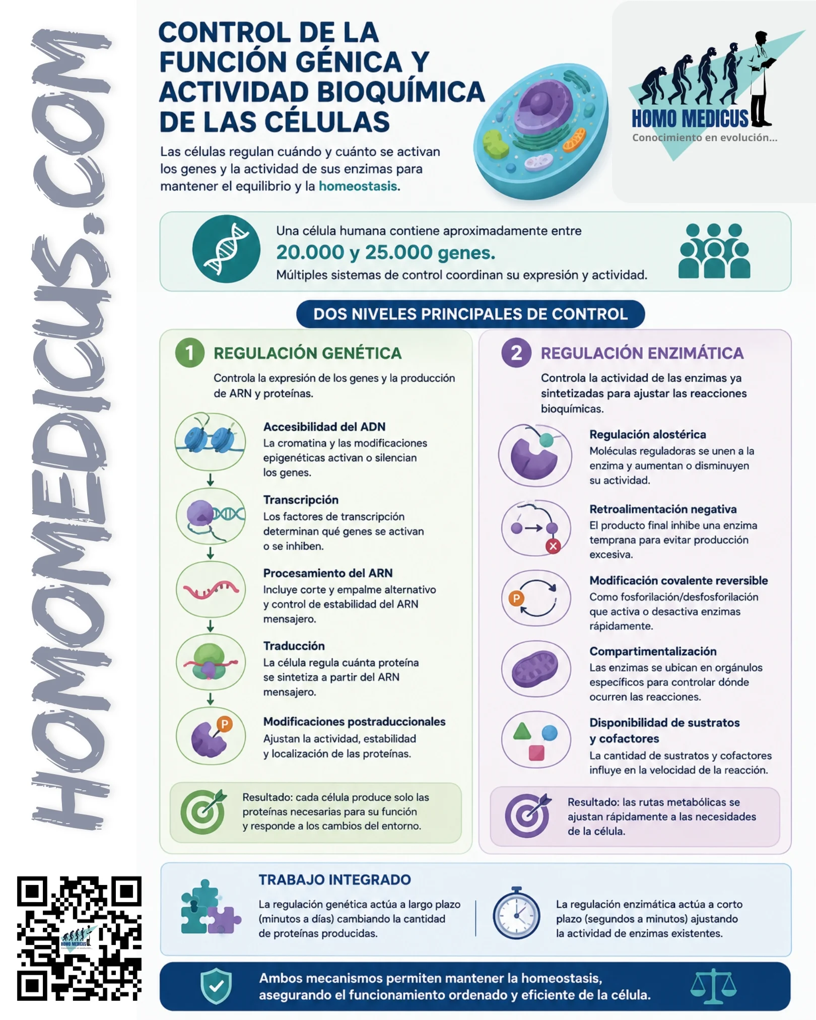 CONTROL DE LA FUNCIÓN GÉNICA Y ACTIVIDAD BIOQUÍMICA DE LA CÉLULA CONTROL DE LA FUNCIÓN GÉNICA Y ACTIVIDAD BIOQUÍMICA DE LA CÉLULA