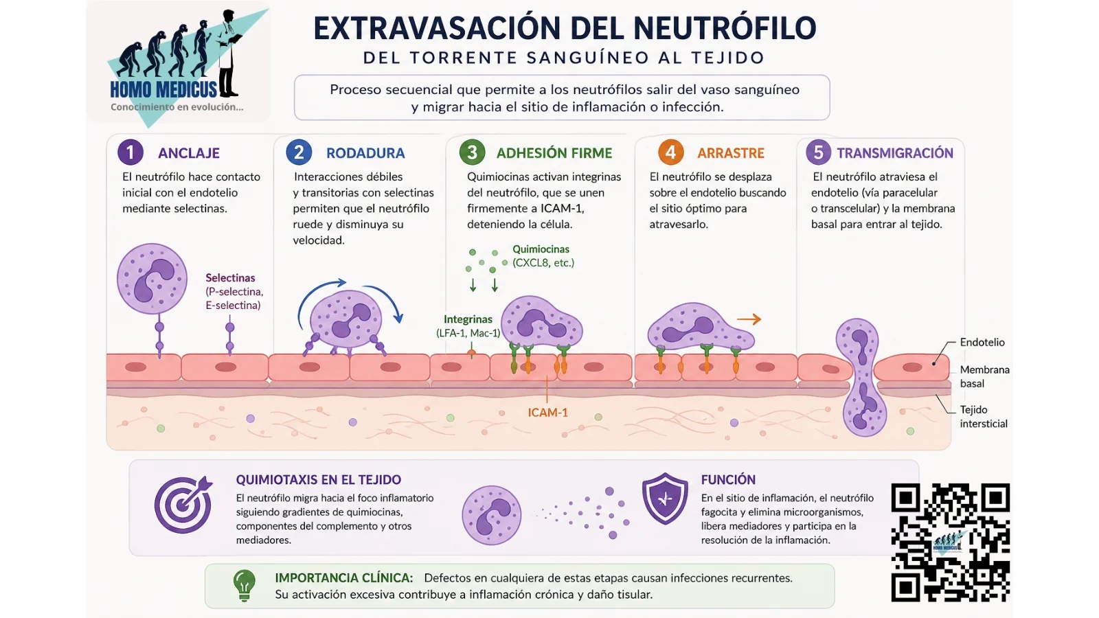 EXTRAVASACIÓN DE UN NEUTRÓFILO