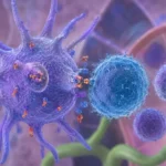 Las células dendríticas como puente entre la inmunidad innata y la inmunidad adaptativa