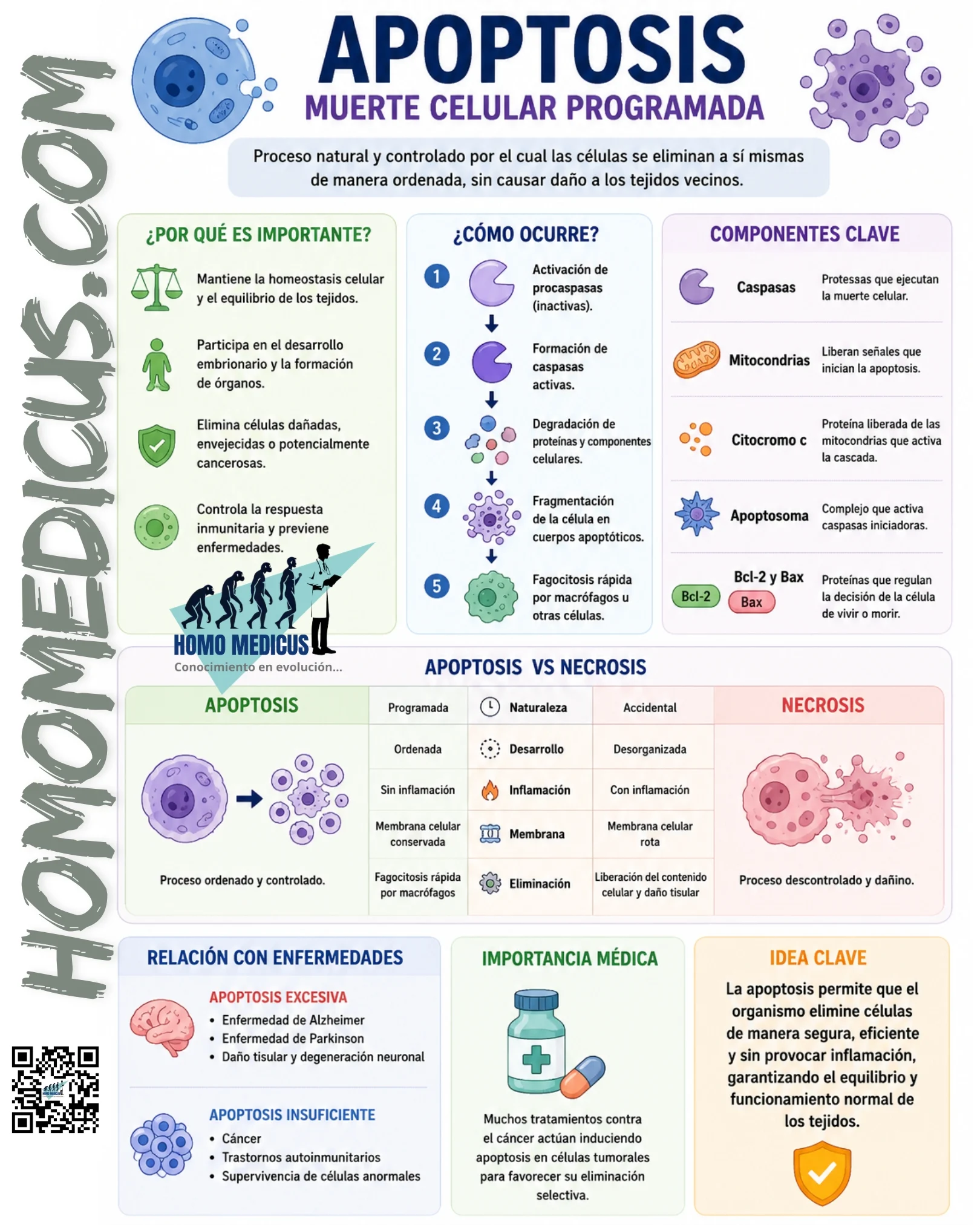 APOPTOSIS