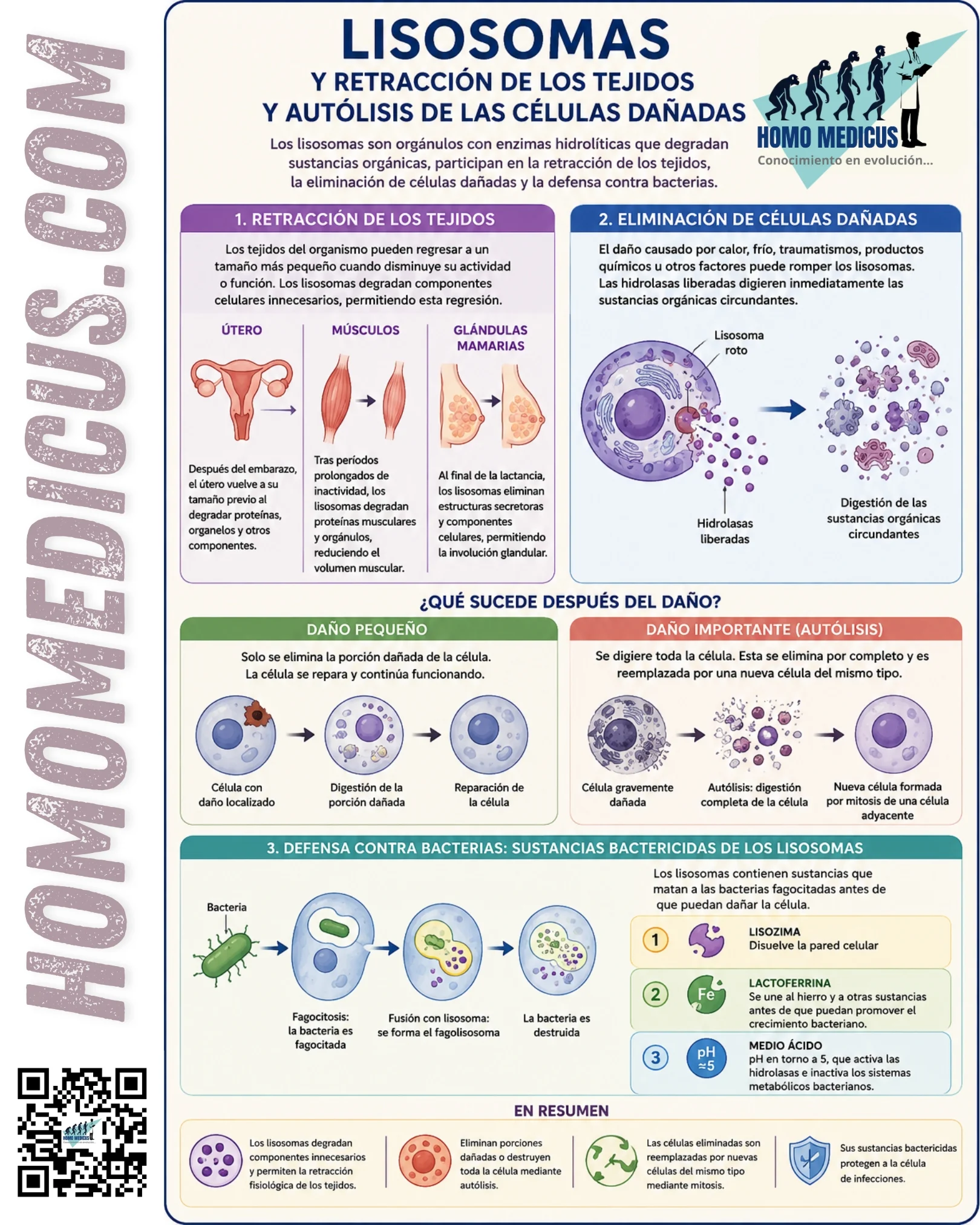 LISOSOMAS, RETRACCIÓN DE LOS TEJIDOS Y AUTÓLISIS