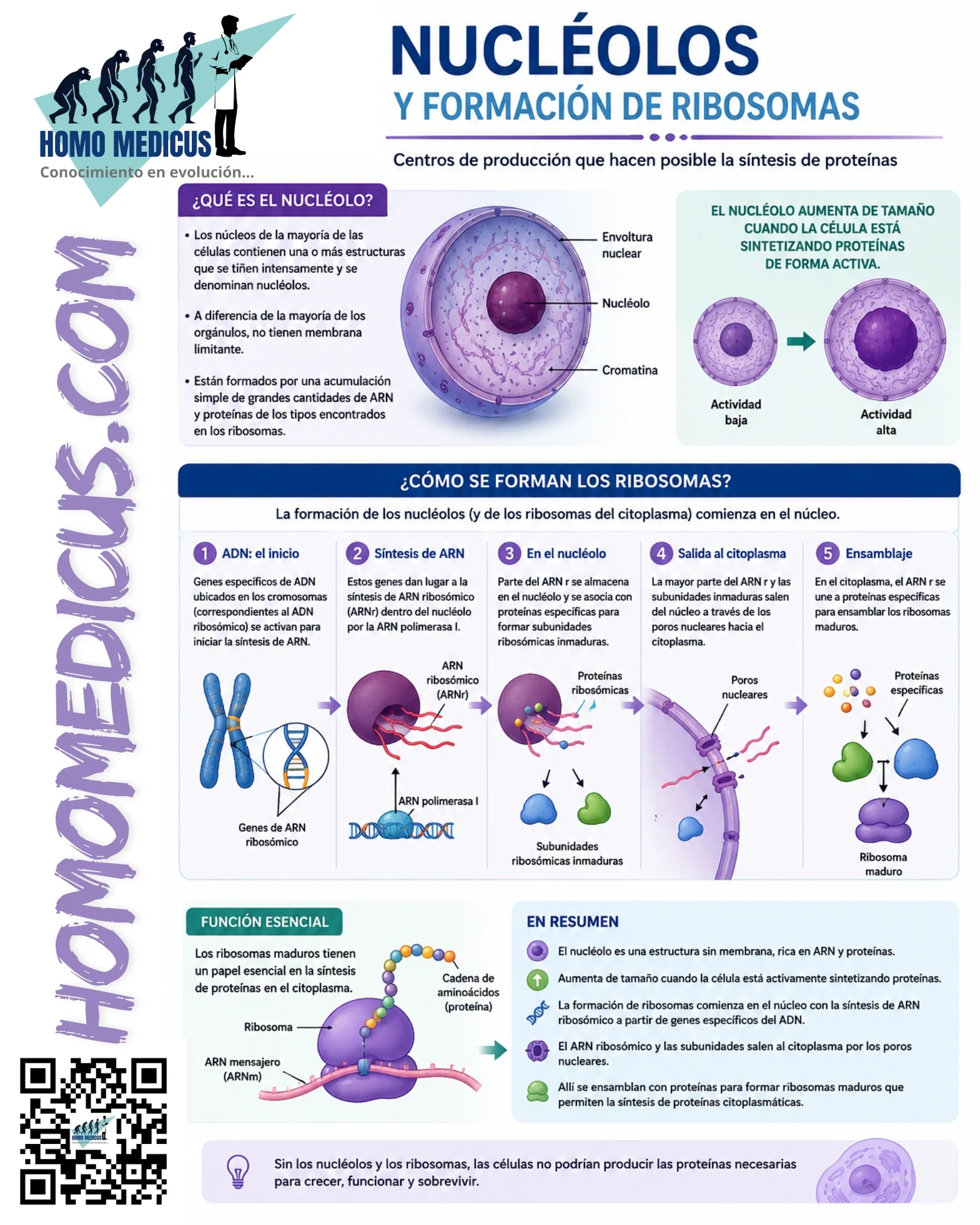NUCLEÓLOS Y LA FORMACIÓN DE RIBOSOMAS NUCLEÓLOS Y LA FORMACIÓN DE RIBOSOMAS