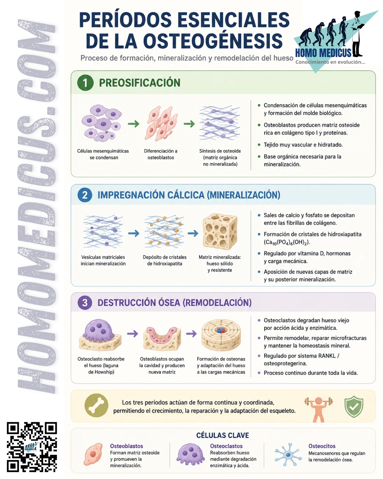 PERIODOS ESENCIALES DE LA OSTEOGÉNESIS PERIODOS ESENCIALES DE LA OSTEOGÉNESIS