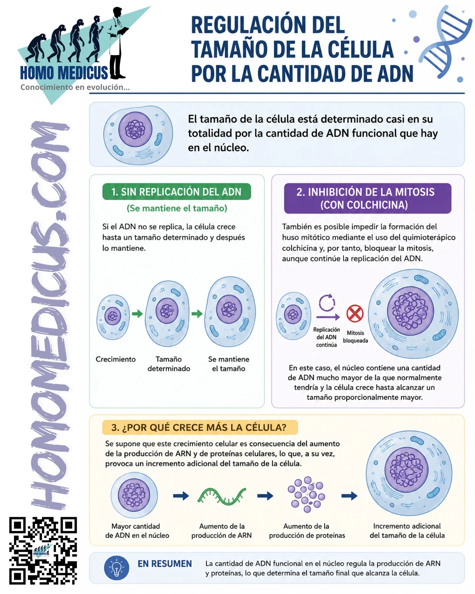 REGULACIÓN DEL TAMAÑO DE LA CELULA POR LA CANTIDAD DE ADN REGULACIÓN DEL TAMAÑO DE LA CELULA POR LA CANTIDAD DE ADN