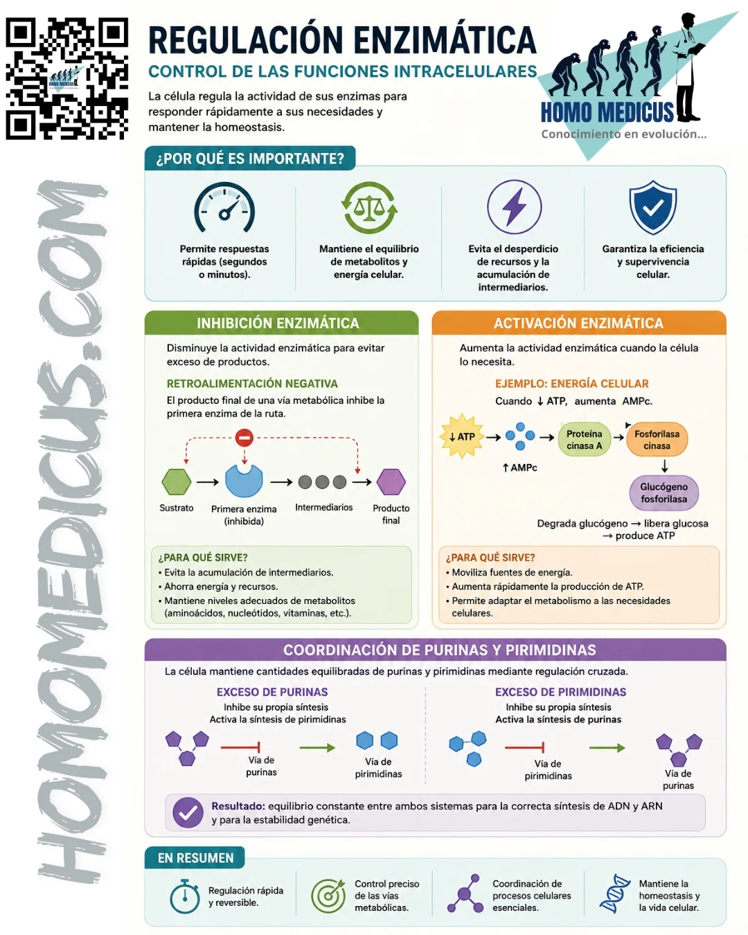 REGULACIÓN ENZIMATICA REGULACIÓN ENZIMATICA