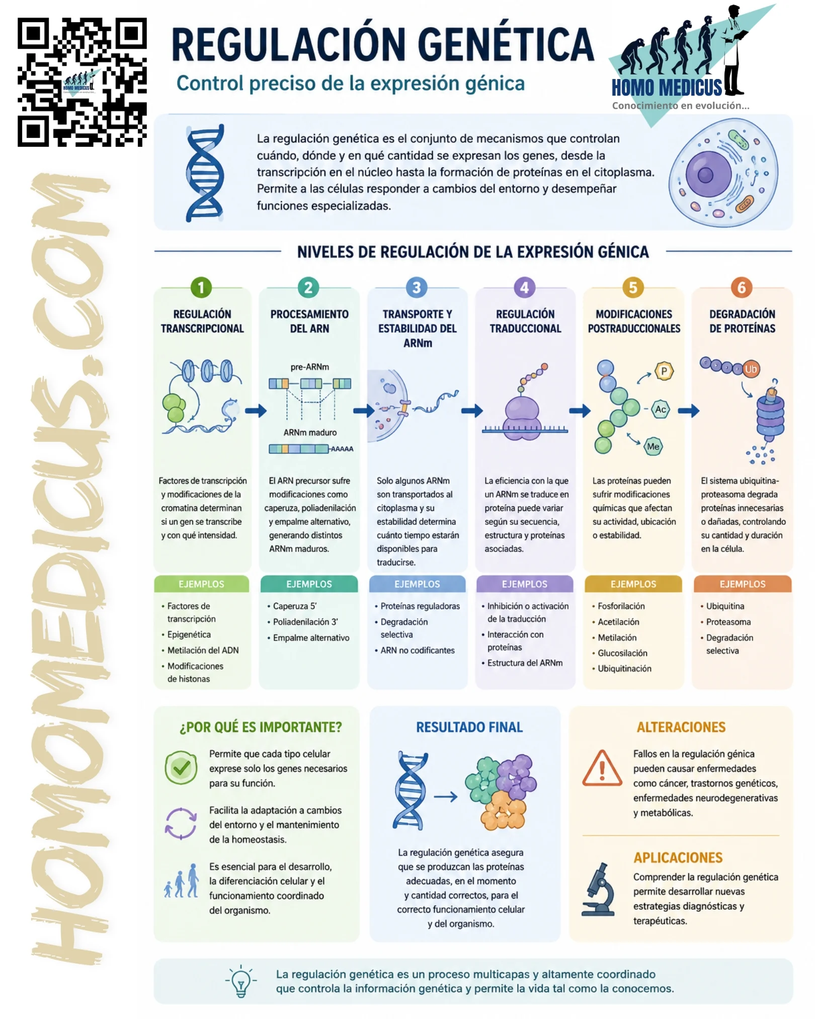 REGULACIÓN GENÉTICA REGULACIÓN GENÉTICA