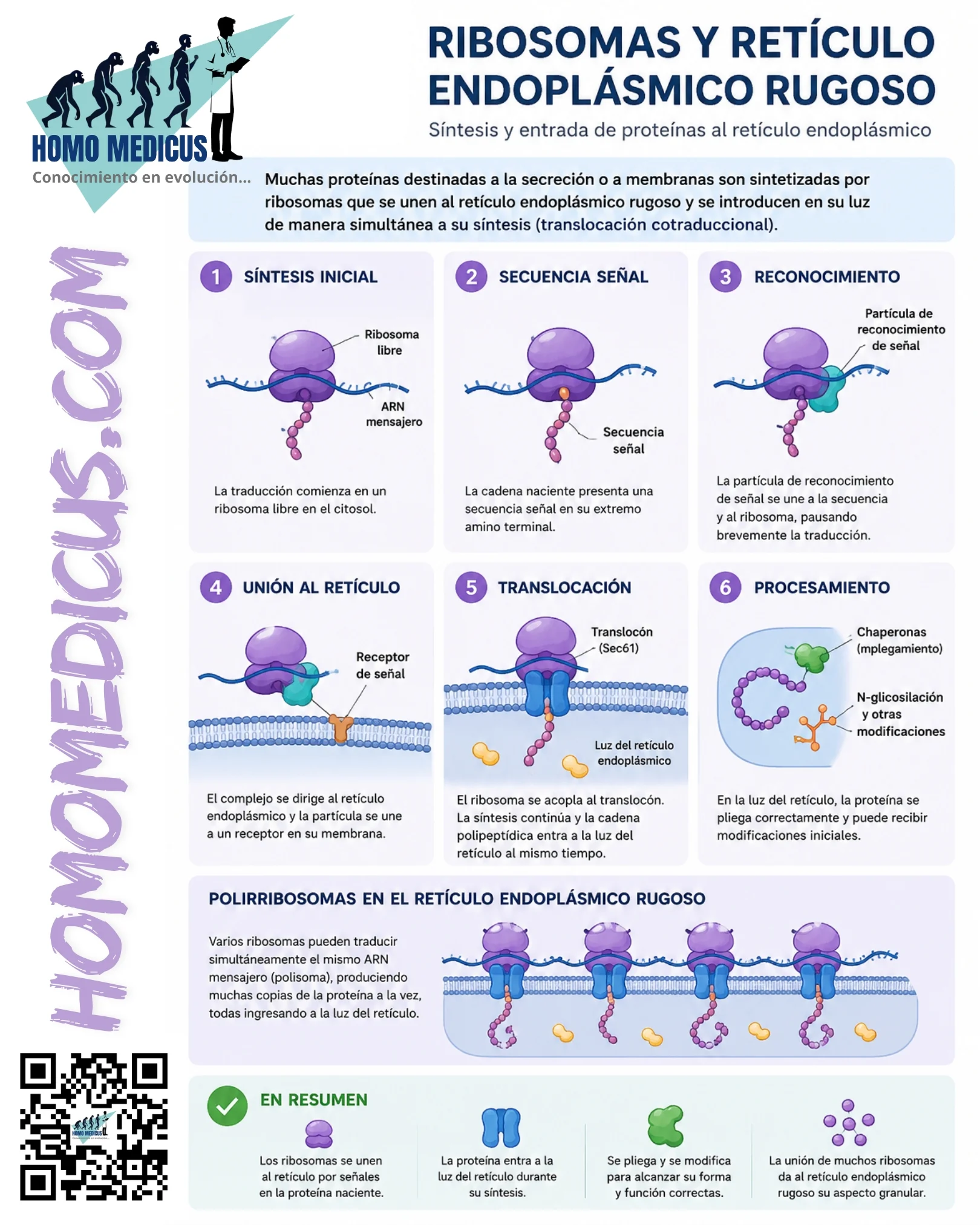 RIBOSOMAS Y RETÍCULO ENDOPLASMICO RUGOSO RIBOSOMAS Y RETÍCULO ENDOPLASMICO RUGOSO