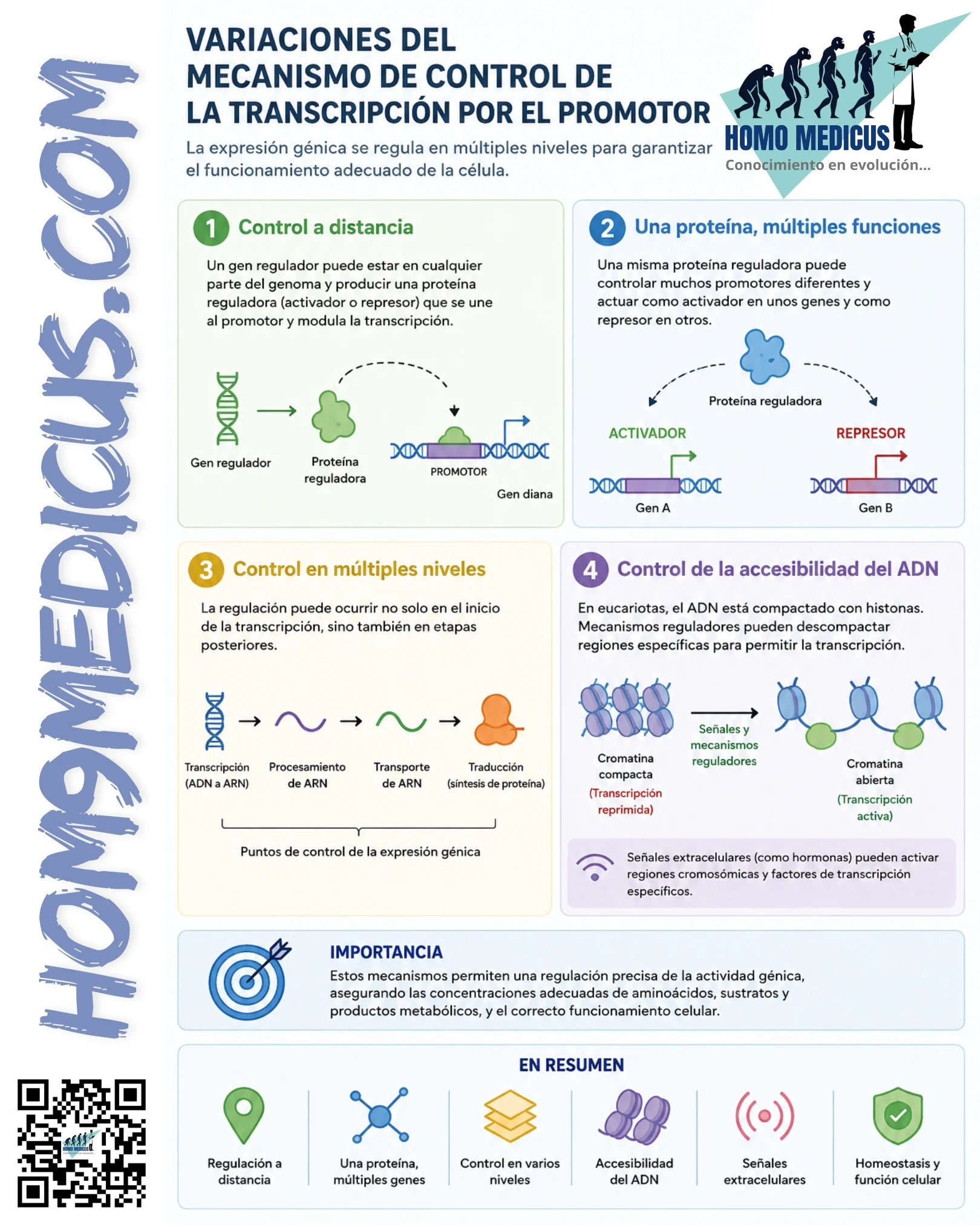 VARIACIONES DEL SISTEMA DE CONTROL DE LA TRANSCRIPCIÓN POR EL PROMOTOR VARIACIONES DEL SISTEMA DE CONTROL DE LA TRANSCRIPCIÓN POR EL PROMOTOR