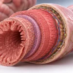 Capas histológicas de la pared intestinal y bases estructurales de la motilidad gastrointestinal