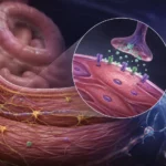Cambios del Potencial de Membrana en Reposo del Músculo Liso Gastrointestinal