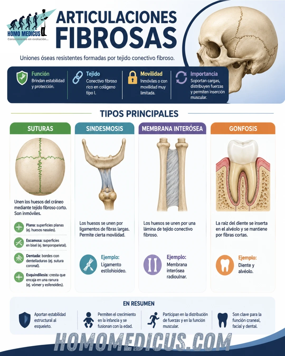 SUTURAS FIBROSAS SUTURAS FIBROSAS
