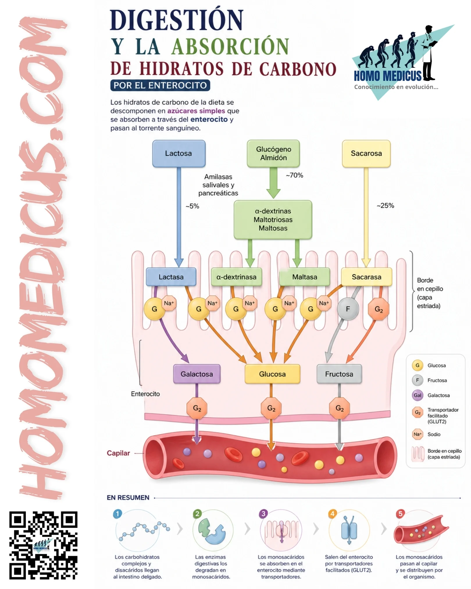 Digestión y absorción de hidratos de carbono por el enterocito